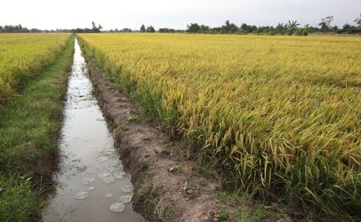 rice field