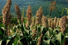 sorghum