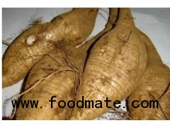 100% Natural Radix Puerariae extract plant extracts