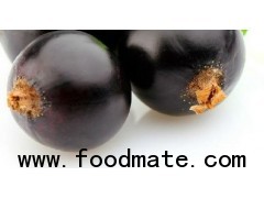 Black Currant Extract Anthocyanidins 5% 15% 25%