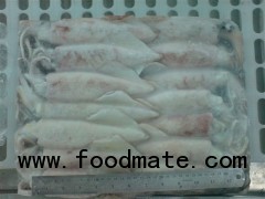 FROZEN SQUID-WHOLE ROUND