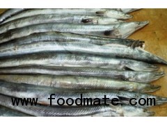 FROZEN BLACK CONGER EEL FISH