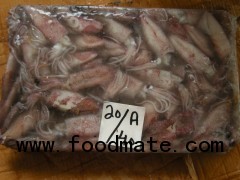 FROZAN SQUID WHOLE