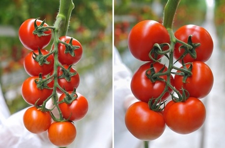 greenhouse tomato