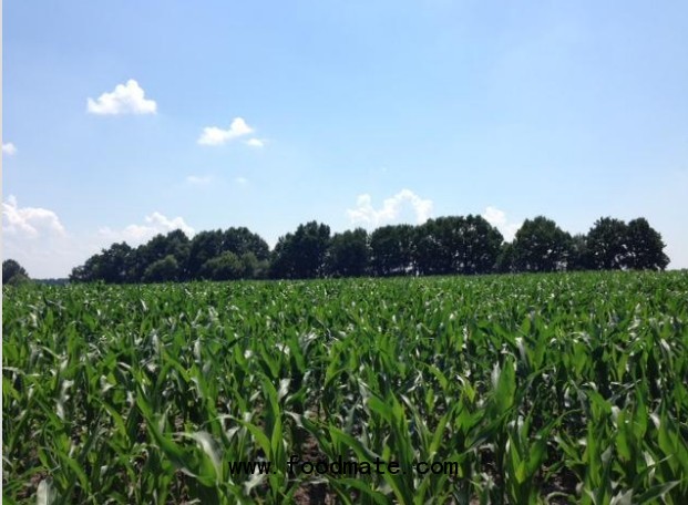 Near Poltava of Ukraine Corn place