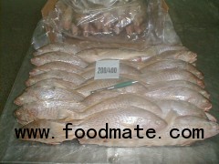 Landfrozen Whole round Croaker