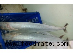 Frozen Spanish Mackerel Whole Round