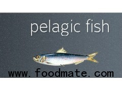 pelagic fish,SARDINE