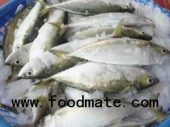 Indian Mackerel