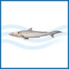 Sell Spot-tail shark