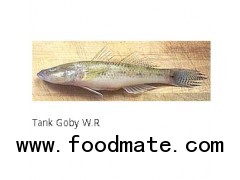 Tank Goby W.R