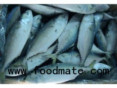 INDIAN MACKEREL