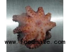 WHOLE ROUND BLOCK FROZEN OCTOPUS