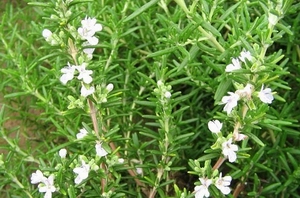 rosemary