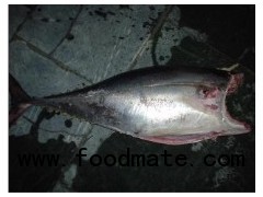 Frozen Yellowfin Tuna Headless Gutted