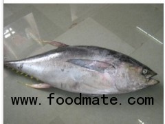 Frozen Yellowfin Tuna Whole Round