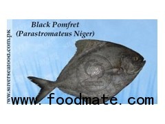 Black pomfret (Parastromateus Niger)