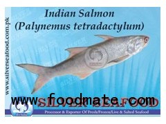 Indian Salmon (Palynemus Tetradactylum)