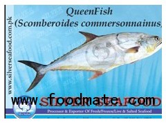 Queen Fish (Scomberoides commersonnainus)