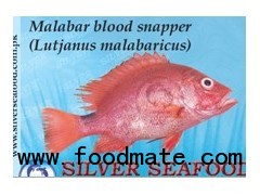 Malabar blood snapper (Lutjanus malabaricus)