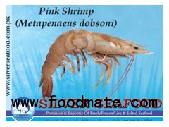 Pink Shrimp (Metapnaeus dobsoni)