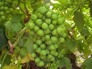 table grape