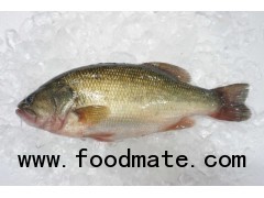 Frozen Large-mouth Bass Whole round