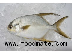 Frozen Sunbnose Pompano