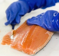 farmed salmon