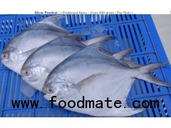 Silver Pomfret