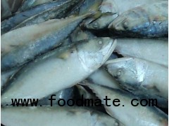 Indian mackerel