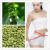 Green coffee bean extract