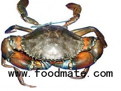 Live Mud Crab (Scylla Serrata).