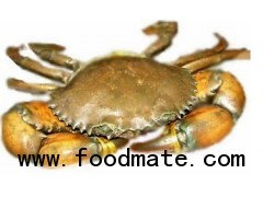 Live Mud Crab