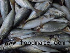 Frozen Yellowtail Round Scad Whole Round