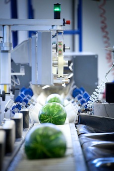 watermelon processing line