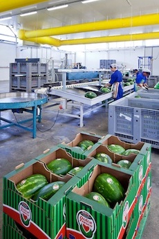 watermelon processing line