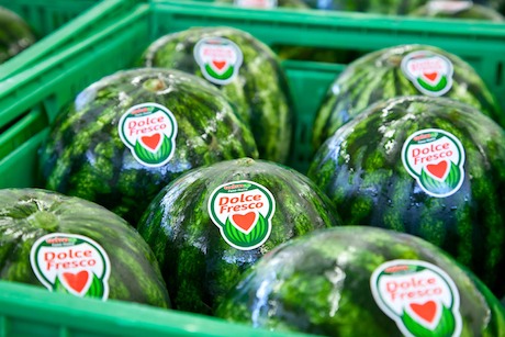 watermelon processing line