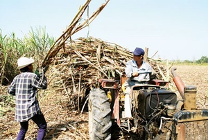 sugar farmers