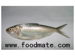 DEEP BODIED SARDINELLA