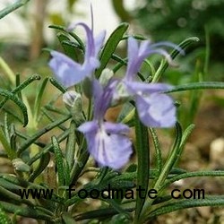 antioxidant rosemary extracts