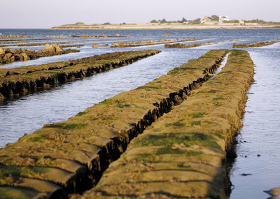 oysters