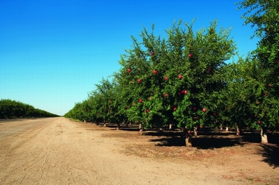 pomegranate