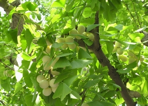 Ginkgo biloba