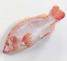  tilapia