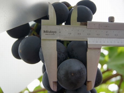 black grapes