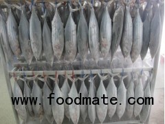 Skipjack Tuna