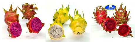 Israeli pitaya