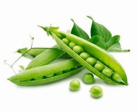 pea plant