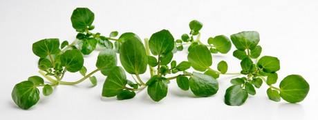 Watercress